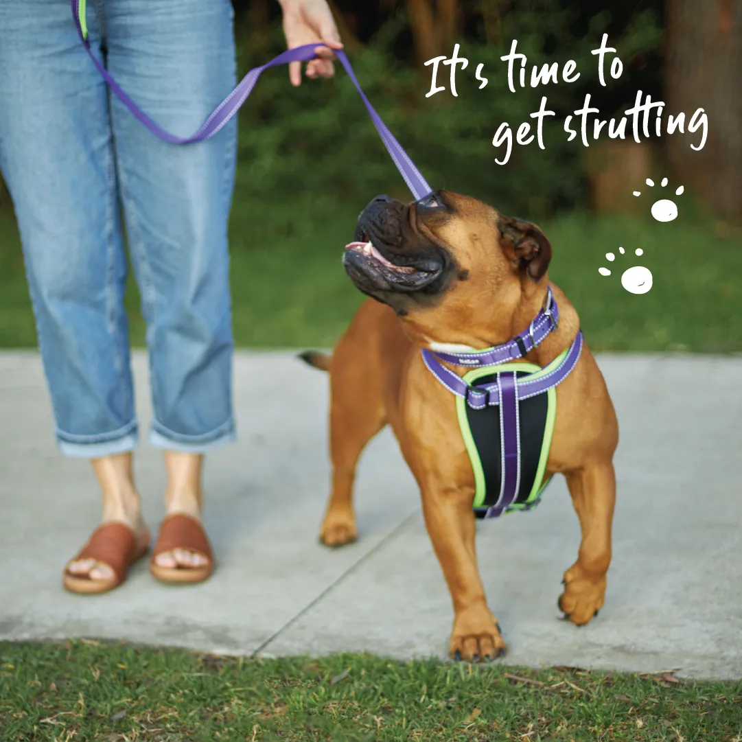 Active Walking Dog Harness - Purple & Lime