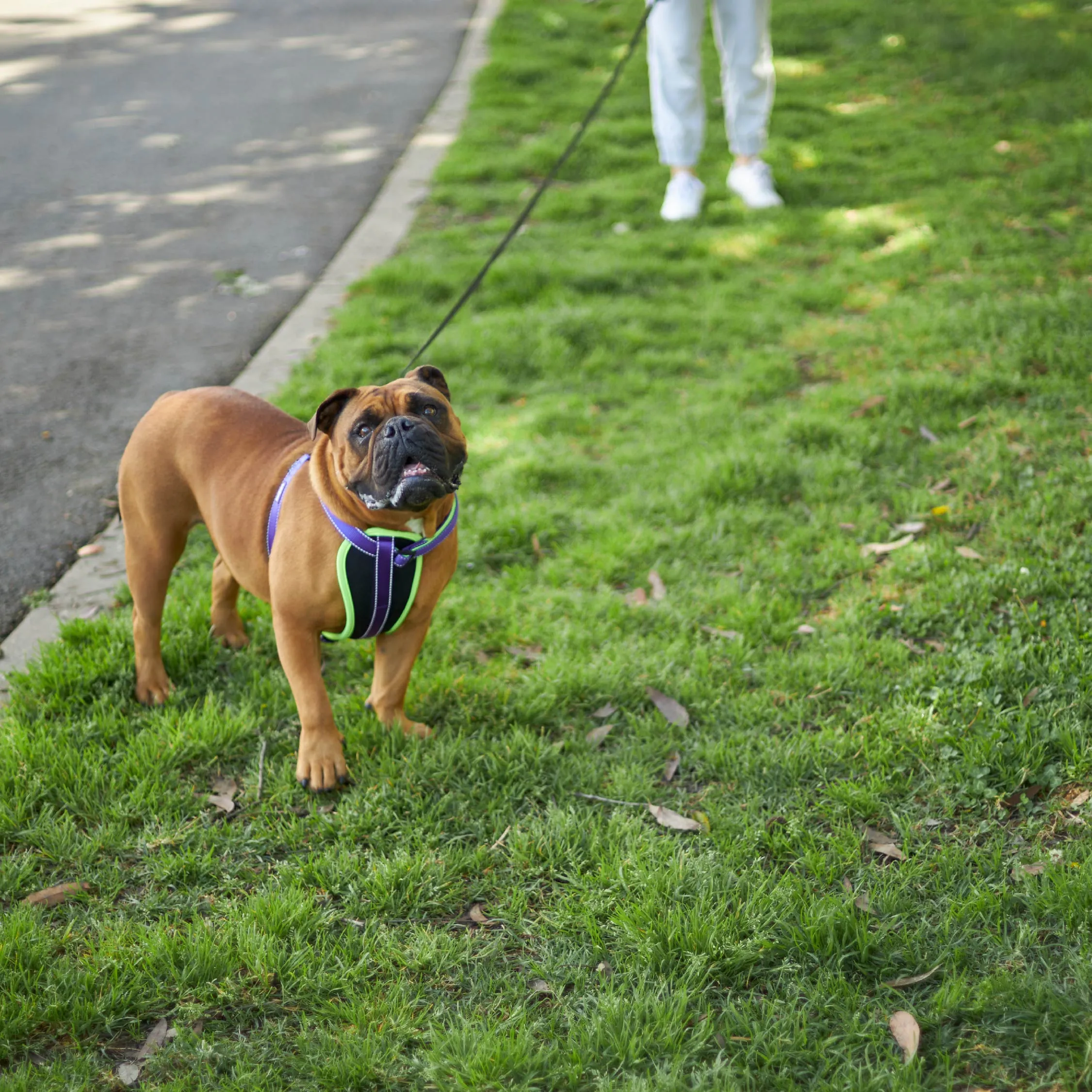 Active Walking Dog Harness - Purple & Lime