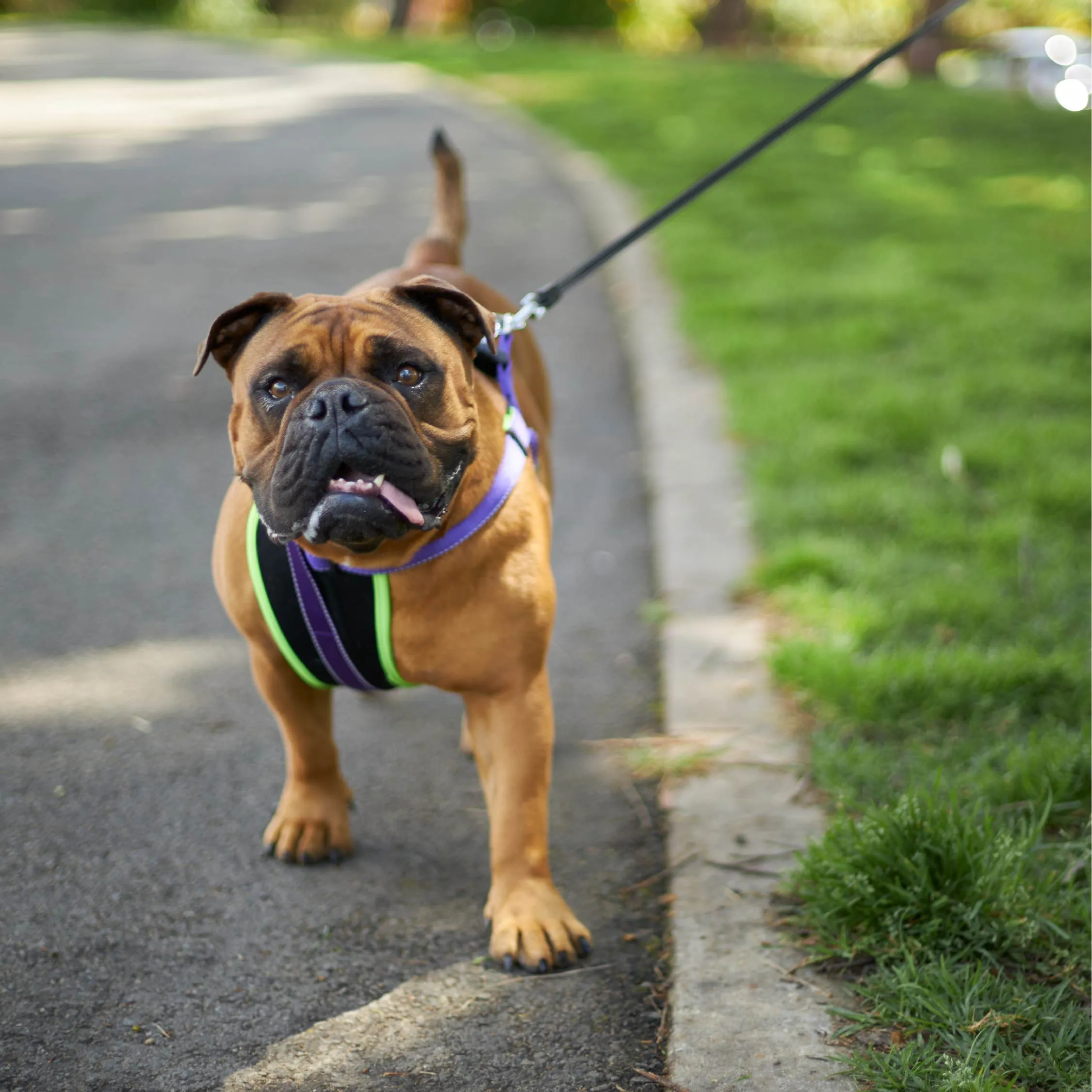 Active Walking Dog Harness - Purple & Lime