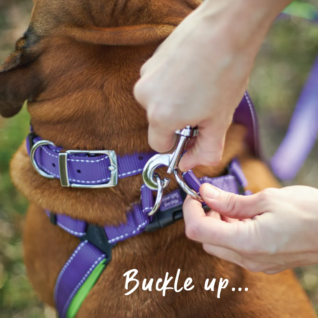 Active Walking Dog Harness - Purple & Lime