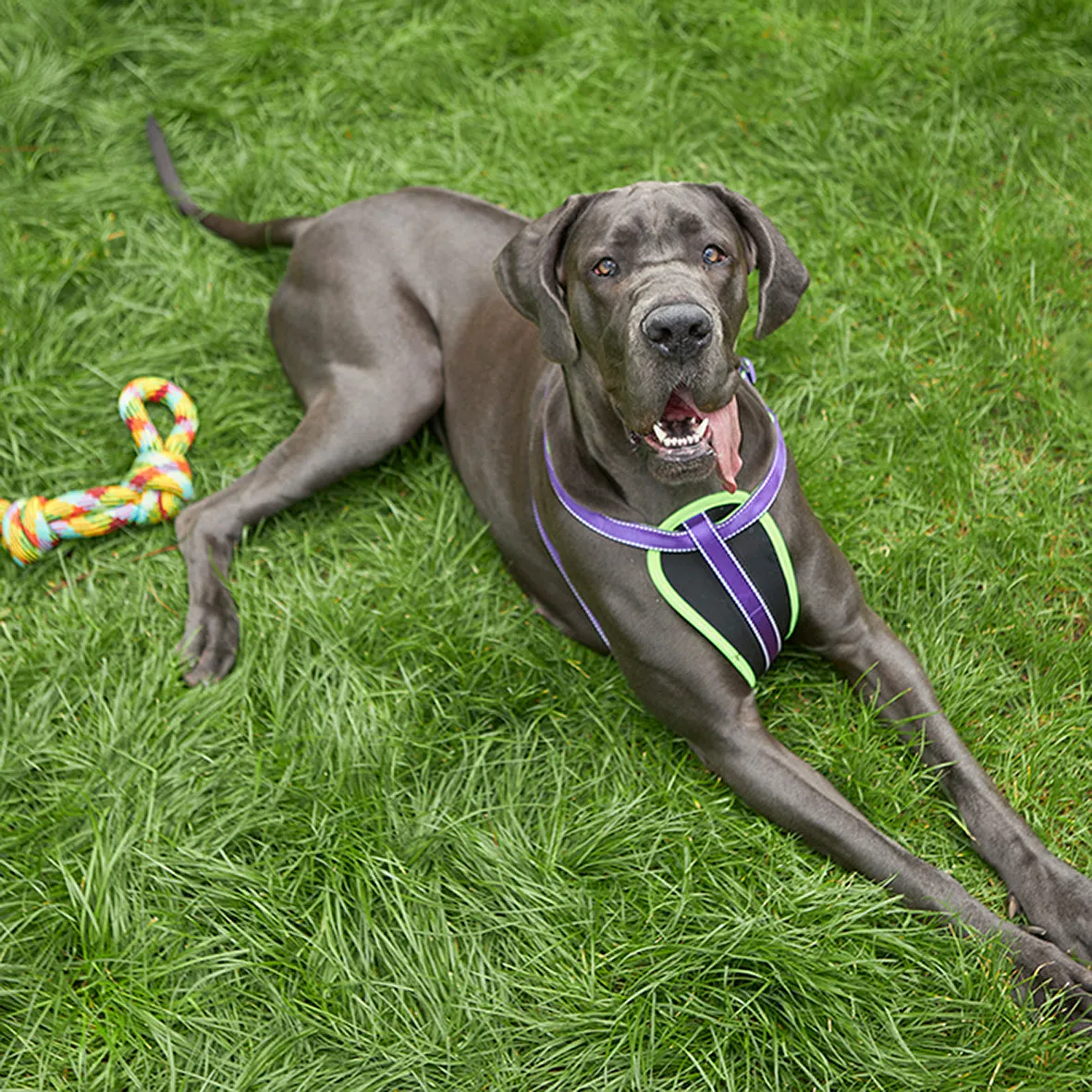 Active Walking Dog Harness - Purple & Lime