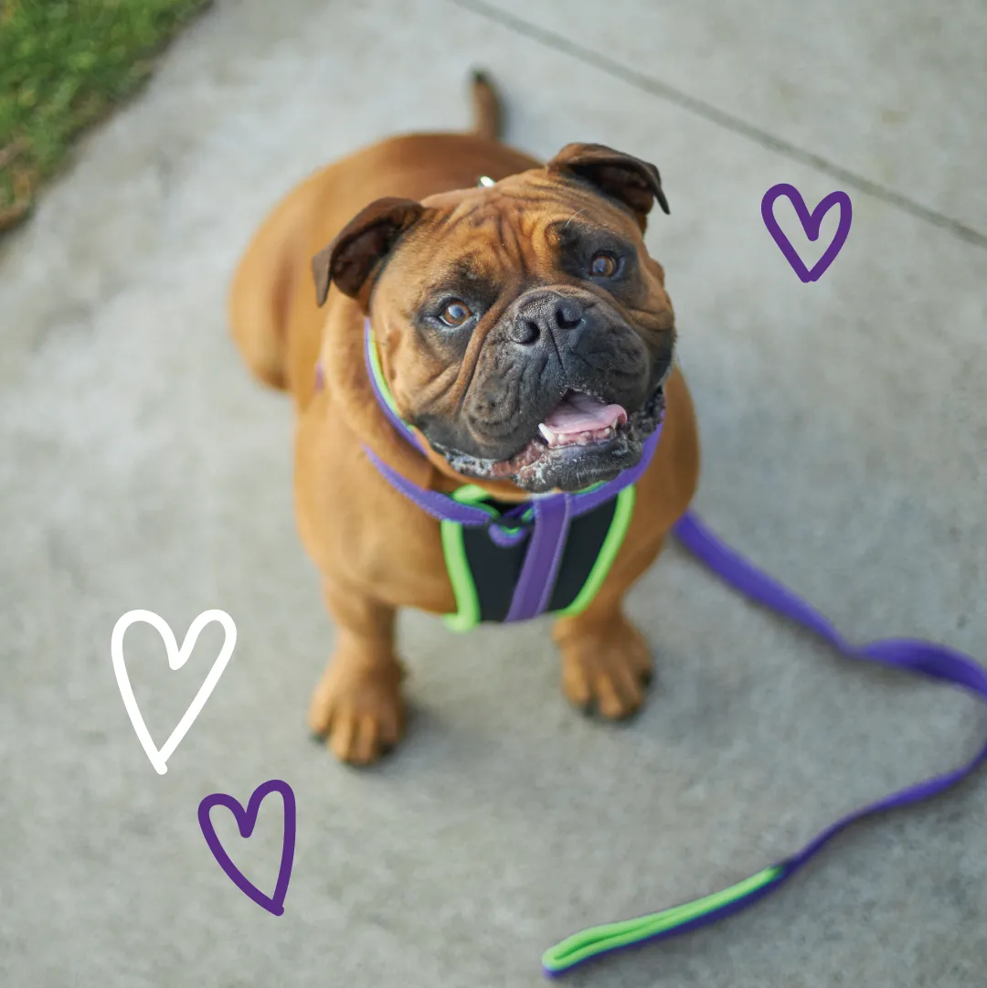 Active Walking Dog Harness - Purple & Lime