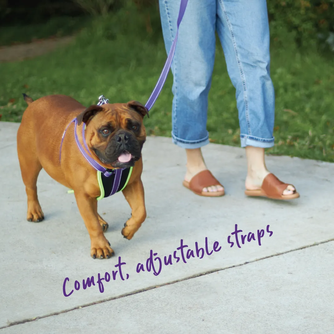 Active Walking Dog Harness - Purple & Lime