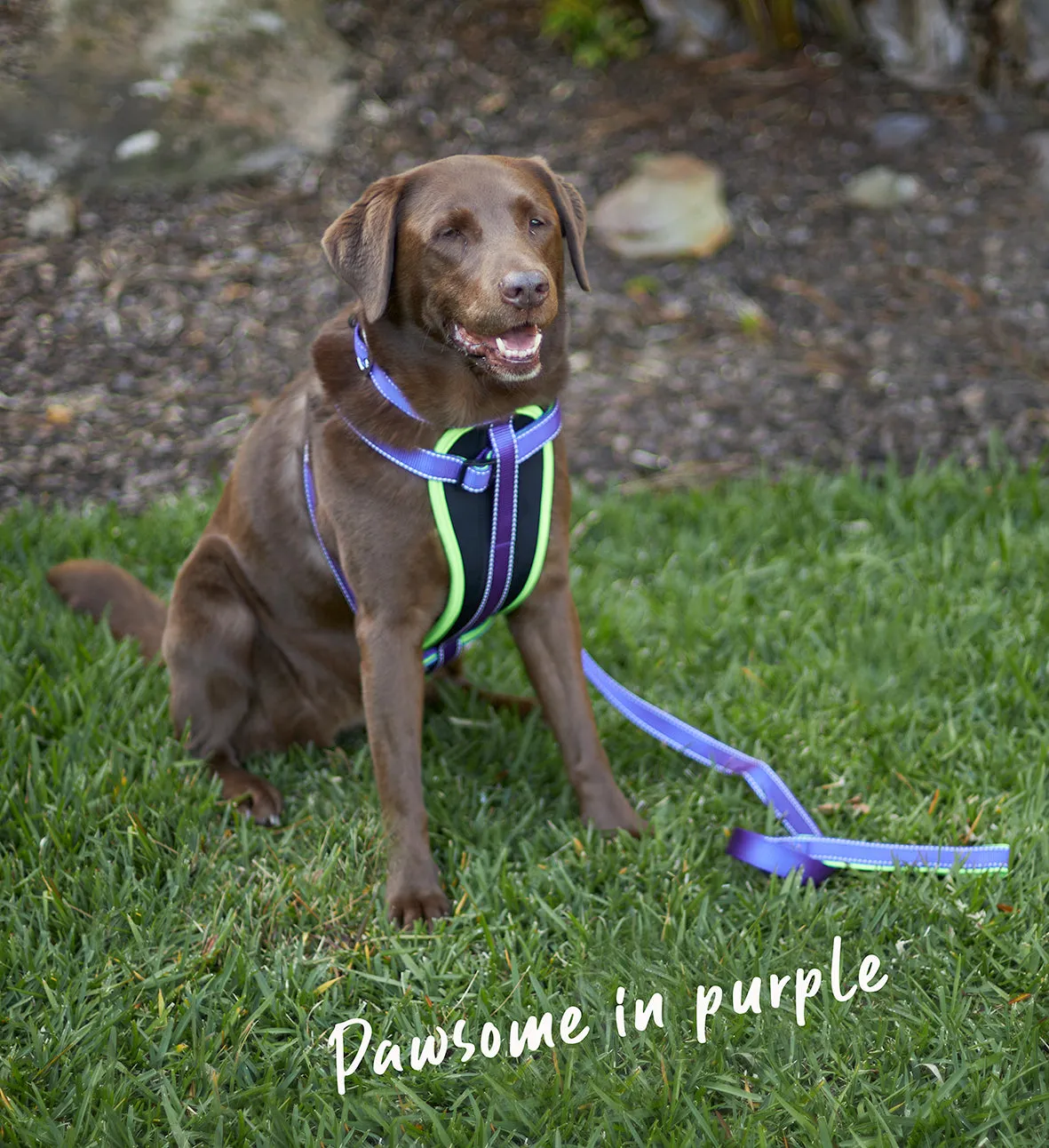 Active Walking Dog Harness - Purple & Lime