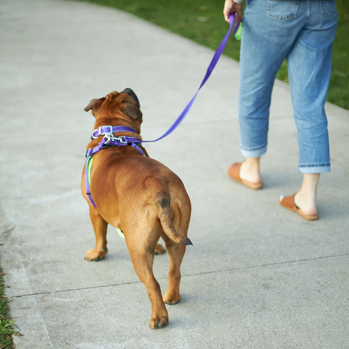 Active Walking Dog Harness - Purple & Lime