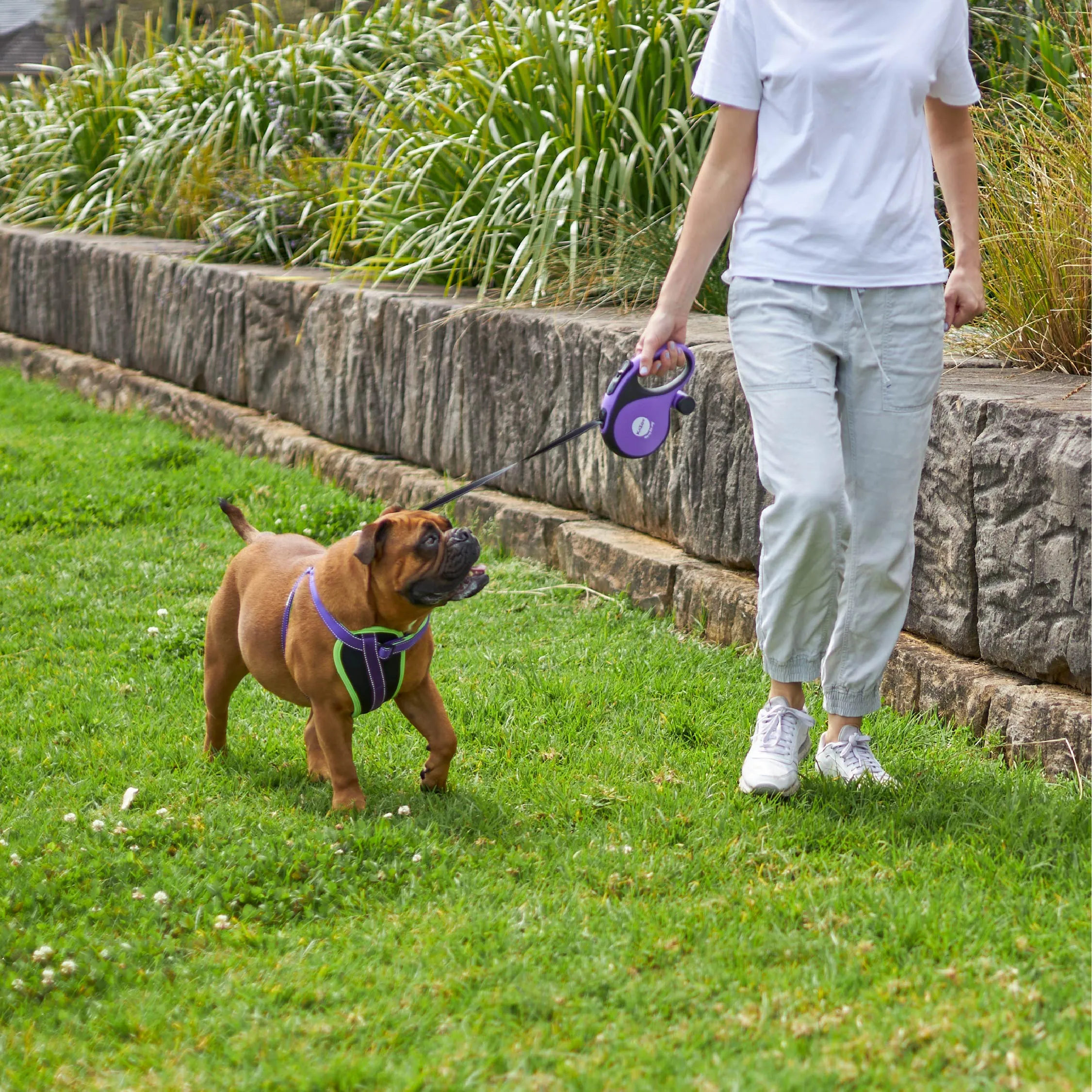 Active Walking Dog Harness - Purple & Lime